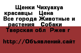 Щенки Чихуахуа красавцы › Цена ­ 9 000 - Все города Животные и растения » Собаки   . Тверская обл.,Ржев г.